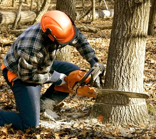 Tree Removal in Wilsons Mills, NC